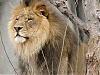 Outsource Embroidery Digitizing Reviews-lion_002.jpg