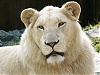 Outsource Embroidery Digitizing Reviews-whitelion.jpg